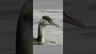 Great Crested Grebe, successful hunt. Чомга, удачная охота.Haubentaucher, erfolgreiche Jagd.