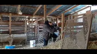 Hoy Las Borregas se están Mudando de Corral 