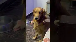 Amo cheyyaloo meere cheppandi😔🫩#brunothegolden #bruno #goldenretriever #doglove #pets #dogvideos