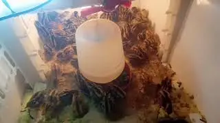 Fruit Crates ginawang kulongan ng Quail _ Low cost Quail Cage /300 capacity By Boy Tigasin Hacienda