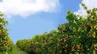 Bravo Agriculture - Verna Lemon & Iceberg Lettuce