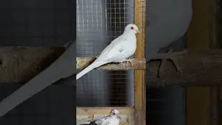 Pied Doves just for share With You