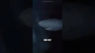 REAL FOOTAGE OF A 392 YEAR OLD SHARK 🤯