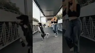 DANCING DOG #tranding  #trolledit #viral #dancedog #dog #dogshorts #trendingshorts # #funny