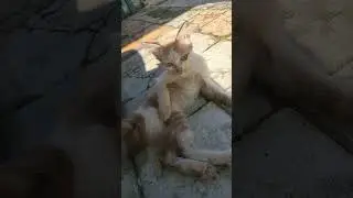 angelica #kitten #berandaanda #fypage #videotrend #cat #funnycats #cutecat #kucinglucu