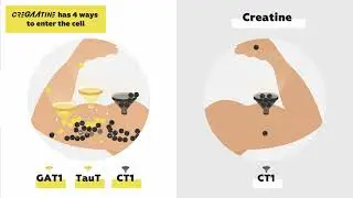 CreGAAtine - Scientifically revolutionized creatine