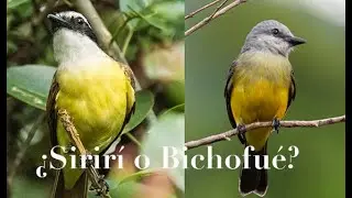 &iquest;Es un sirir&iacute; o un bichofu&eacute;?
