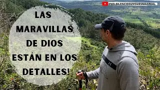 Las Maravillas de Dios Est&aacute;n en los Detalles!: Reflexiones - Davalia Ministries