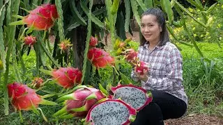 Wow! Picked Fresh Dragon Fruit To Making Dragon Jelly & Dragon Fruit Smoothie