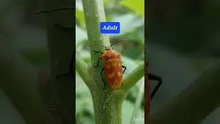 Nymph to Adult of Shield bug. #metamorphosis