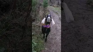 Goat ruined my video #goats #goatproblems #chickens #chicken #cabinlife #morningroutine #animals