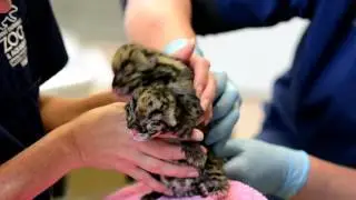 Four rare clouded leopard cubs born at Point Defiance Zoo & Aquarium