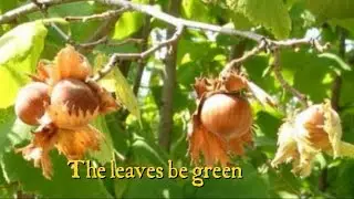 The leaves be green