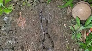 Common Kukri Snake - Non Venomous / Harmless | Oligodon arnensis | Funeral For A Snake 🐍 | Shimoga