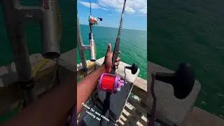 #Avet 100lb Tarpon has Avet Lx Drag screaming