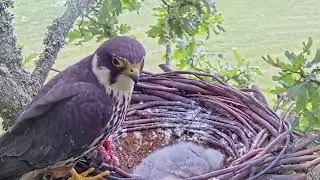 #falcon Cam4#74 Review baby birds in the nest - Dad and mother brings food to feed their chicks