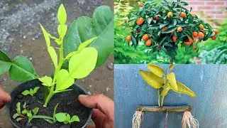 Best method propagate Orange Trees from cutting