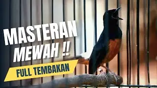 MURAI BATU GACOR FULL ISIAN TEMBAKAN MEWAH AMPUH MELATIH MURAI BATU BONGKAR ISIAN