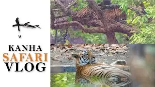 Tiger vs Leopard - Kanha National Park Tour Vlog