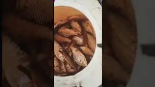 छोटा खरपटा | Micro Fishing | #fishing #fish #carpfishing #shorts