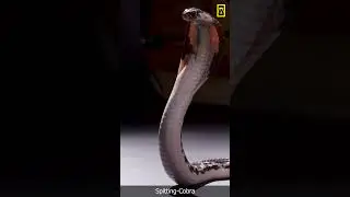 Spitting Cobra #snake #attack #wildlife #shortvideo #shorts