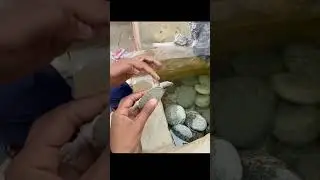 kachua mar gea 😭