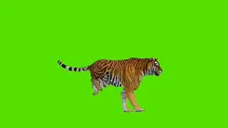 Green Screen Macan Berlari / tiger running