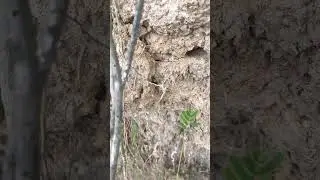 Finding Gold #shorts #tricks #tips #treasure #hunting #hunter