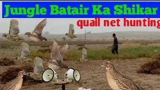 Quail net hunting Batair ka shikaar 2023part6!batair ki awaz!female quail sound! bataira he bataira!
