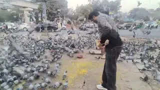 Karma group ke sahyog se we are helping all flying birds|| flying birds|| #birds  #help #birds  