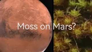 Could MOSS Grow on MARS?...CO2 Toxicity! ☣️ #syntrichia caninervis