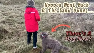 Noppoa Went Back to the Sand Dunes AGAIN (BIG MISTAKE)