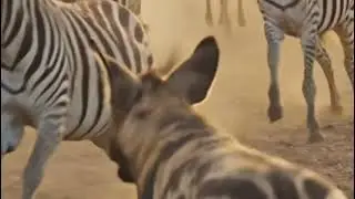 Wildlife: The lost little Zebra 