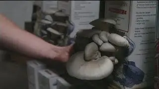 Des champignons forts de café - hi-tech
