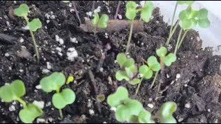 Clearing the Garden for fall! Mustard Green, Collard and Cabbage planting.