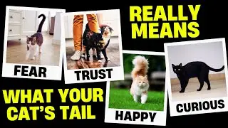 What Your Cat&rsquo;s Tail Movements Really Mean