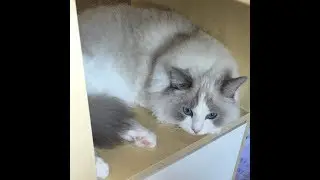 当布偶猫吃醋是一种怎样的体验【久妹】 Ragdoll Judy meowing for hug