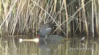 Камышница/Gallinula chloropus