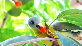 What Kind Of BIrd Eats Fruit!! Fruit Eating Birds Beaks | Fruit Eating Indian BIrds