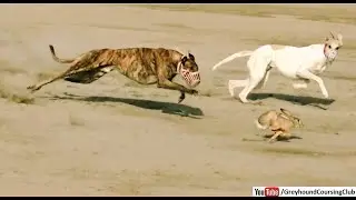 rabbit race 2021 | greyhound coursing | galgos y liebres | dog vs rabbit