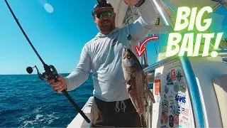 Dropping MASSIVE BAITS For DINNER! Catch Clean Cook