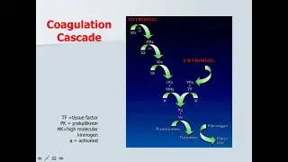 Coagulation physiology, pharmacology, & monitoring