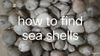 how to catch and find sea shells easily simple tips and tutorials