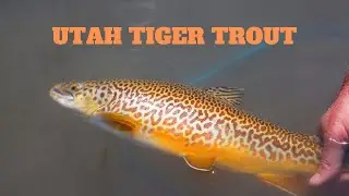 Fly Fishing Utah I Tiger Trout
