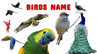 Birds Names And Sounds | Learn 50 Birds Names in English | Birds Vocabulary for kids #birds