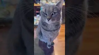 🐾 Laugh-Out-Loud Cat Compilation 😹 Cute & Funny Cat Moments You&rsquo;ll Love #catvideos