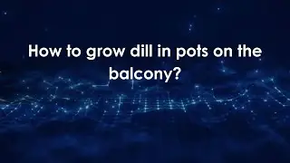 Как вырастить укроп в горшках на балконе?