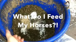 What Do I Feed My Horses?! |Updated 2020 + Another Horse!
