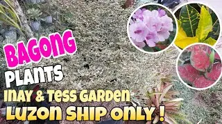 May Bagong Plants sa Inay & Tess Garden #garden #plants #new #silangcavite