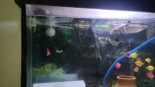 #turtle #arowana#goldfish #archer #fish#tank #community
